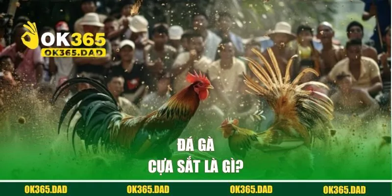 Đá gà cựa sắt là gì?